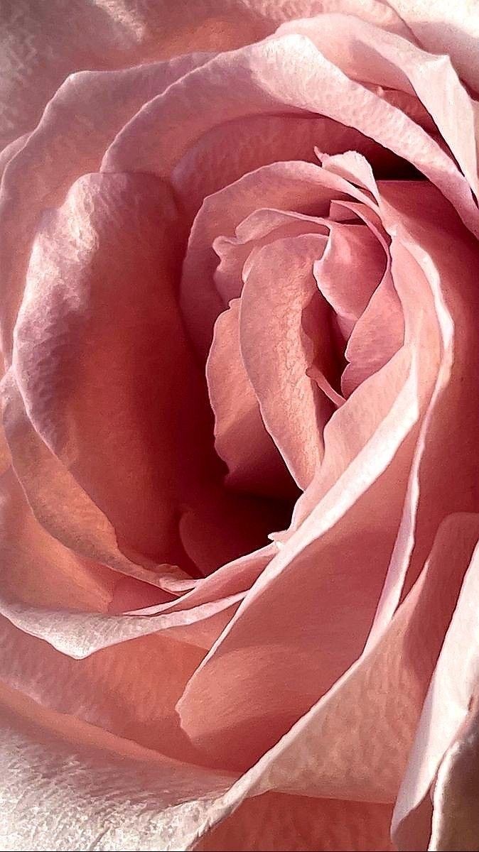 Thé djéka énergisant – Image 6